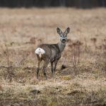 A roe deer stands alert in an open field, showcasing autumn's muted tones.